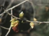 Fremont cottonwood