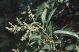 Pacific madrone