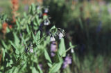 Tall fringed bluebells