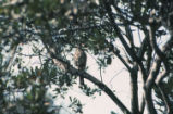 Cooper's hawk