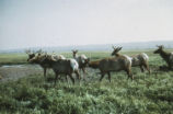 Elk