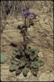 Wild canterbury bells