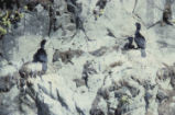 Pelagic cormorants