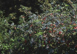 Barberry