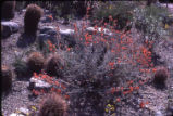 Desert globemallow