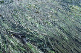 Eelgrass