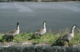 Hawaiian geese