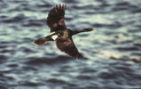 Pelagic cormorant