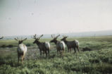 Elk