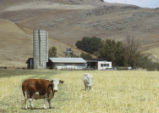 Cows grazing