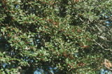 American holly