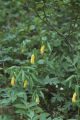 Largeflower bellwort