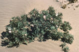 Birdcage evening primrose