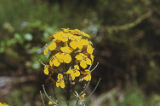 Sanddune wallflower