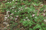 Pink azalea