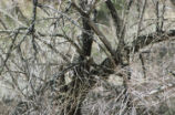 Hummingbird nest in tree