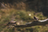 Rough-winged swallow