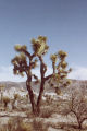 Joshua tree