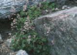 San Bernardino Mountain alumroot