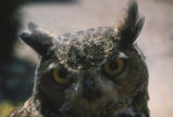 Great horned owl