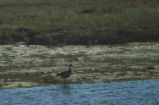 Black brant