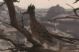 Greater roadrunner