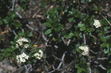 Western labrador tea