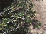 Mountain mahogany