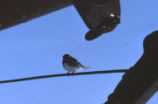 Black-throated grey warbler