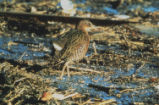 Clapper rail