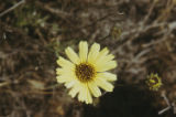 California brittlebush