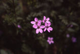 Redstem stork's bill