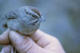 Rufous-crowned sparrow