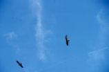 Turkey vultures