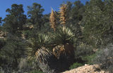 Parry's beargrass