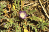 Littlefoot nemophila