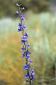 San Bernadino larkspur