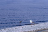 Ring-billed gull and black-necked stilt