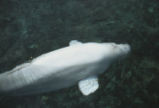 Beluga