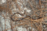 Northern coral snake