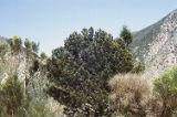 Knobcone pine