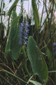 Pickerelweed