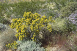 Bladderpod spiderflower
