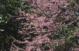 California redbud