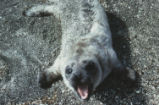 Harbor seal