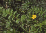 Pacific silverweed