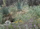 California poppy, clearwater cryptantha, largeflower phacelia, and yucca