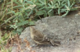 House finch