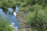 Beaver pond and lodge