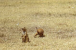 Prairie dogs